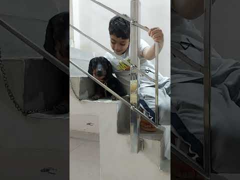#dachshund #followforfollowback #doglovers