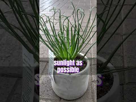 Meet the Fantastic ‘Frizzle Sizzle’ Plant #houseplants #shortvideo #plants