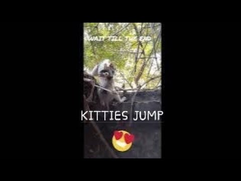 KITTIES JUMP @InstaNature