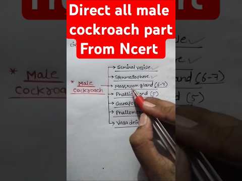 Male cockroach parts NCERT #ytshorts #neet #biology #COCKROACH #shorts