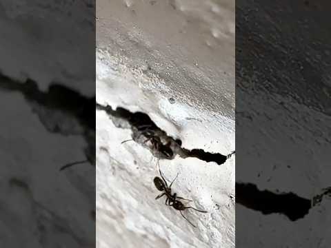 Ant Problem! Getting in the house!