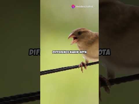 Why Don’t Birds Get Electrocuted on Power Lines? | The Science Explained  #shorts  #facts #physics