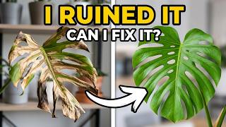 My Giant Monstera Was RUINED!
