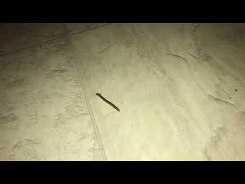 Millipede marches on.