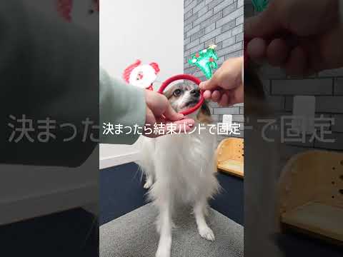 クリスマス仕様なワンコがかわいい #可愛い犬 #パピヨン #クリスマス