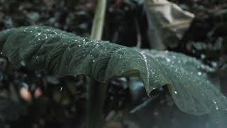 Relaxin Rain Sound | Help You Sleep Fast | Rain