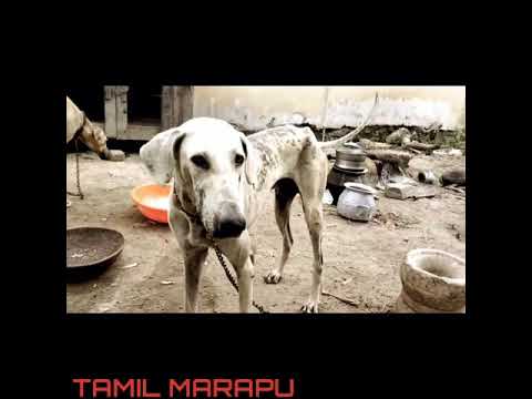 #dogs #chippiparai#kanni# dogs are One part of my life #subscribe#comment#share#dog lover#