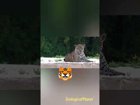 ZoologicalPlanet|animal lovers#wild #wildlife #animalkingdomclass11 #animals