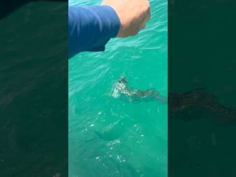 Most explosive fish on the planet! 💥 #tarpon #fishing