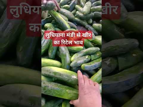 20 मार्च 2025 लुधियाना मंडी# खीरा का रिटेल भाव#viralvideo