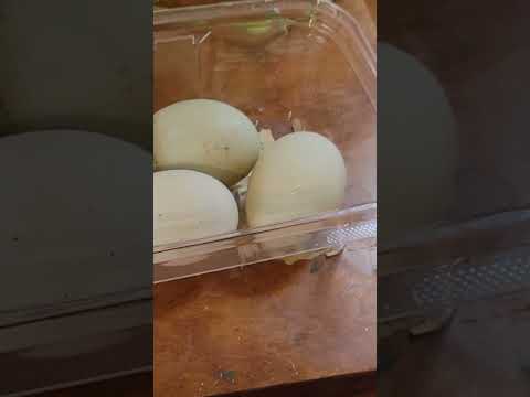 Duck Eggs #raisingducks #duckegg #backyardducks