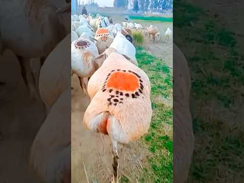 The Altay big-tailed sheep and its big butt! #funfacts