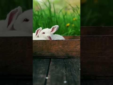 Cute Rabbits