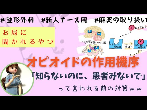 【鎮痛薬④】オピオイドどーやって作用するか知ってる？#麻薬取り扱い方#看護師#勉強