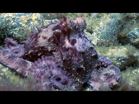color-changing Animals: Nature's Superheros!!