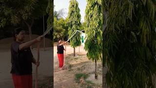 watering 🌵 plant #comedy #fun #funny #ashokkaped #gardening #wateringplants #farmhouse #savewater