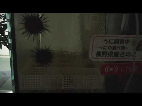 ウニの飼育試験中！場所は標高360mのテレビ局内（長野市）　Under sea urchin breeding test!　海胆繁殖试验中！  성게 사육 실험 중 @ 바다가 없는 나가노시