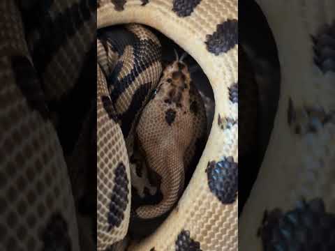 Amazing Batman Het Desert Ghost Ball Python. #morphagene #ballpythonsnake #reptiles #pets