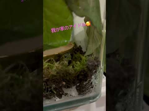 我が家のアイドル！♯アマガエル♯かわいい♯ペット