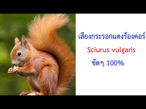 กระรอกแดงร้องคอร์ Sciurus vulgaris 2021 ชัดๆ