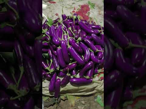 Sabji mandi tour : love manchurian 😍 | mini vlog