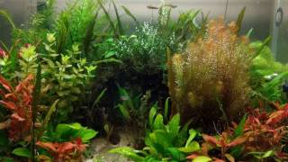 100L HIGH TECH PLANTED TANK