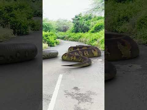 Giant Anaconda vs. Jungle: Who Wins? REAL LIFE HD PART 2 #snake #jurassicparkdinosaur #vfx