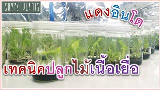 แนะนำมือใหม่​ วิธีอนุบาลต้นไม้​ อนุบาลไม้เนื้อเยื่อ​ กล้วยแดงอินโด​ อบควบแน่นต้นไม้​ Musa Siam Ruby