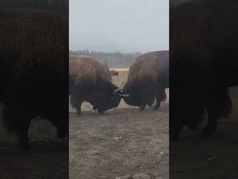 #Yellowstone #bison #fight #nature #animals #buffalo #wildlife #travel