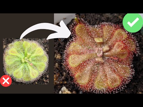 TOP 7 Beginner Mistakes When Growing Sundews (Drosera Care + Tips)