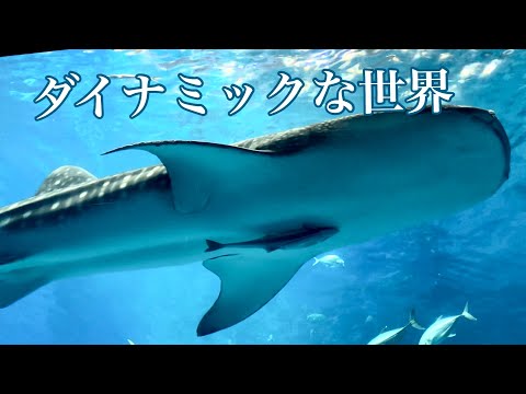 【沖縄観光】ど迫力！美ら海水族館／ダイナミックジンベイザメDynamic world