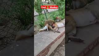 😎 Cool Monkey 🐒❣️❣️ #shorts #billionviews