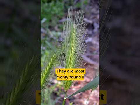 Are #foxtail  dangerous for #dogs