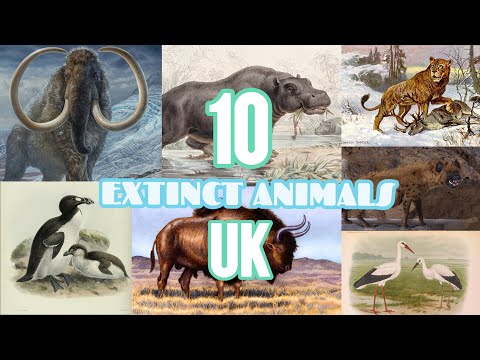 Top 10 Ancient Extinct Animals | UK Edition