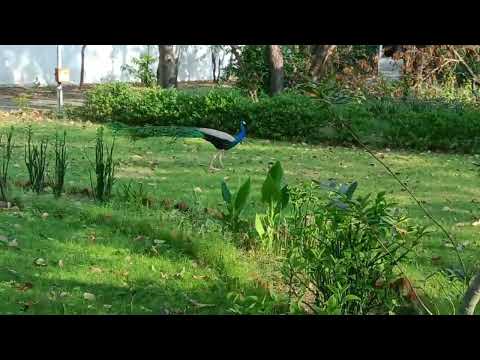 🦚 peacocks in park