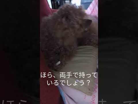 歯磨きガムを食べるMOMOちゃん