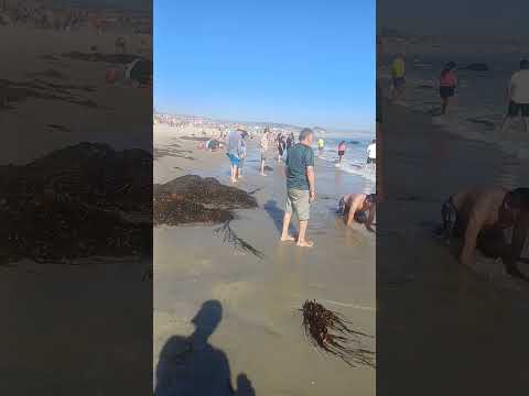 el tabo - playa 9 de marzo