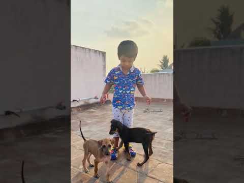 Dog buddies childhood memories, buddies for lifetime