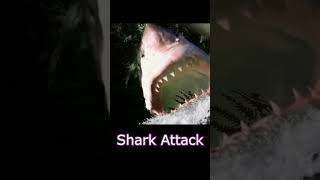 Shark Week at Indigo Park (Chapter 2 spoilers)