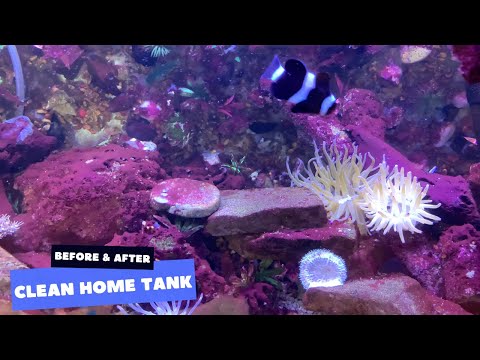 My Home Fish Tanks Before & After Cleaning || Sonia & Kenny