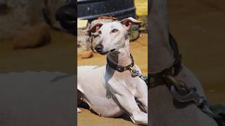 🥵Kanni dogs❤️#shortvideo #shortsfeed #trKanniending #viralvideo #shorts #short #viral #animals #dog