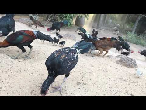 เกียไก่ยามแลงครับ