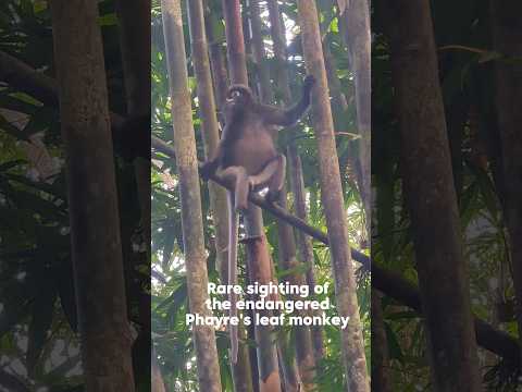 Phayre's leaf monkey sighting in Khao Sok National Park. #primates #thailand  #endangeredspecies