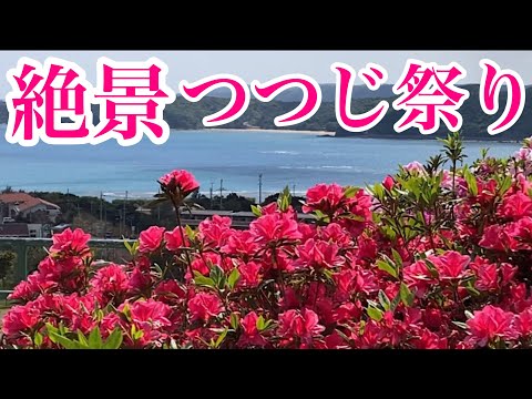 【沖縄】春ですよ〜〜💕ひと足お先につつじ祭り/Azalea Festival in Higashi  Village