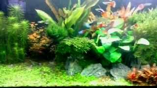 Planted Tank - Wet Dream - 11/12/2014