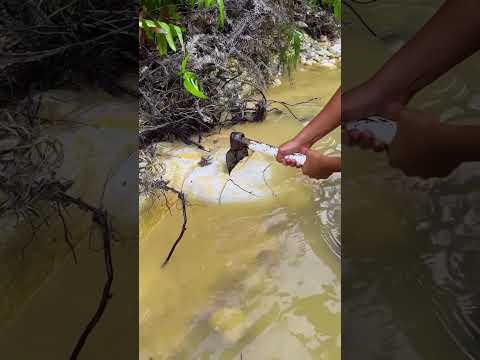 Unbelievable Gold Revealed From This Stone! 💰⚡ #gold #goldmining #shorts #viralvideo