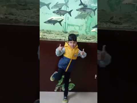machhli jal ki rani hai...#trendi vedio#FunWithAvnesh#4yearsold #trendingreels