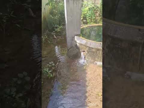 Nature’s Pure Water Source 🌿💧 (So Relaxing!)🥺😍 #nature #satisfyingvideo #springwater #shorts