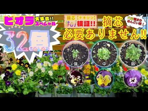 敵芯検証！実践栽培！ビオラスペシャル大集合!!【秋植え】摘芯は必要ありません。【ガーデニング】植え方・育て方・摘芯のやり方・園芸