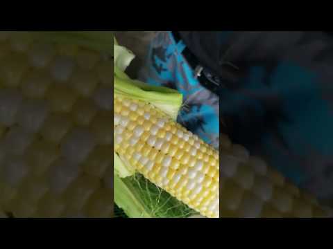 Palmer's Market - CT Grown Produce